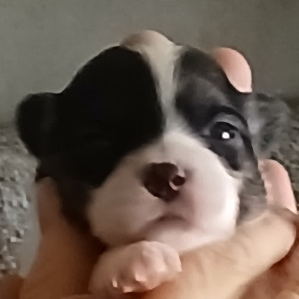 Meet The Rescues We Have - Picture 3 of 16